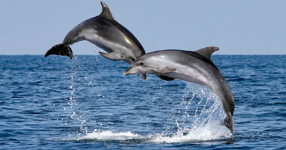 WildWatch Algarve Dolphins Tour
